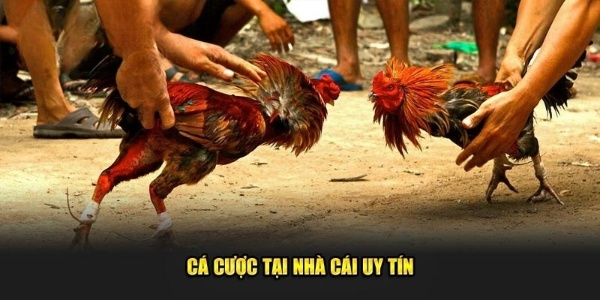 Học hỏi từ người chơi trước